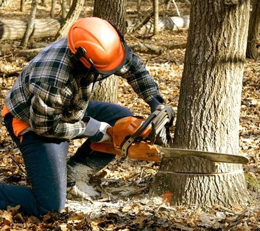 Tree Removal in Redbird, OK